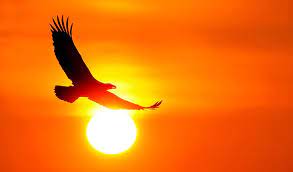 Eagle and Sun